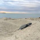 Imagen de una de las tortugas aleladas encontradas esta mañana en la playa de l'Ardiaca.