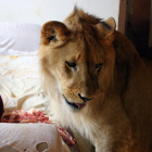 Imagen del león Simba que vive en Sant Jaume de Llierca comiendo, el pasado 11 de agosto de 2017.