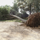 La fuerza del viento arrancó de raíz uno de los pinos de los jardines de Mas Carandell, en la ciudad de Reus.