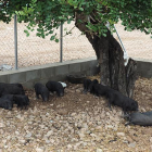 Els porcs vietnamites al tancat del centre del Vendrell.