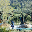 Alguns operaris preparant les oliveres arrencades prop de la zona del Pou de les Piques de Godall per endur-se-les.