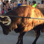 Imagen de archivo de 2015 con uno de los toros utilizado para el correbous de la Cava, en Deltebre.