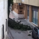 Imatge d'un arbre caigut a Cunit.