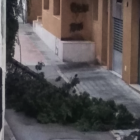 Imagen de un árbol caído en Cunit.