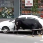 Imatge del bou amb el vehicle, que ha quedat destrossat.