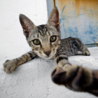 Los alimentadores pueden seguir alimentando las colonias de gatos en Tarragona