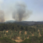 Reproducciones en el flanco derecho del incendio Forestal de Ribera d'Ebre.