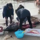 Imagen de algunos vecinos cortando la carne de un atún de grandes dimensiones.