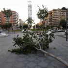 Imagen del árbol caído en la calle Josep Maria Tarrassa de Tarragona.