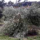 Plano abierto donde se puede ver un campo de olivos con daños por la nevada del temporal Filomena