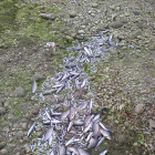 Imatge de desenes de peixos asfixiats al tram urbà del Francolí.