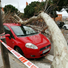 El árbol caído sobre tres coches al carrer de l'Estronci a l'Hospitalet.