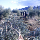 Primer plano de un olivo roto por el peso de la nieve en una finca de Horta de Sant Joan, en la Terra Alta.