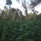 La plantació de marihuana localitzada al terme municipal de Vimbodí i Poblet.