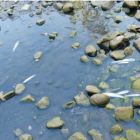 Gepec lo atribuye «al espolio de agua del río, que provoca una falta de caudal ecológico»