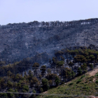 Un bosque quemado en el incendio de Corbera d'Ebre.
