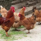 Los animales afectados sueño gallinas y gallos de indio.