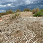 Es localitza al delta de l'Ebre el primer niu de tortugues careta de la temporada a la costa catalana