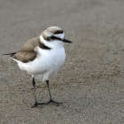 Imagen del chorlitejo patinegro en una playa.