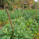 Imatge de la plantació de marihuana desmantellada a Prades.