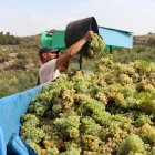 Un pagès abocant el raïm al remolc, per transportar-lo al Celler Masroig, al Priorat.