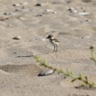 Un dels pollets de corriol camanegre que han nascut a la platja de Tamarit