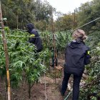 S'han desmantellat dues plantacions i un assecador de marihuana.