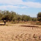 Terreny on s'ubicaria el nou polígon de la Bisbal del Penedès amb oliveres i cultius en actiu.