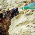 Imatge d'un gos prenent aigua en una platja.