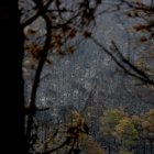 El bosc totalment calcinat per l'incendi de Paüls.