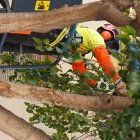 Treballs de poda d'arbrat a Reus