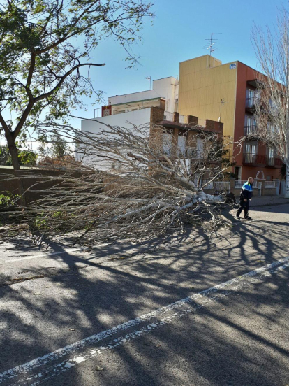 El vent causa estralls al Camp de Tarragona