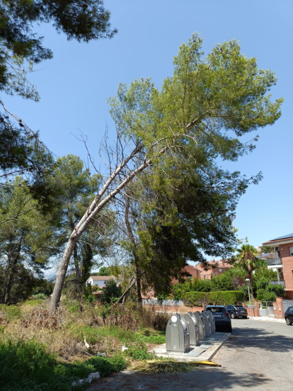 Imatge d'un arbre tort.
