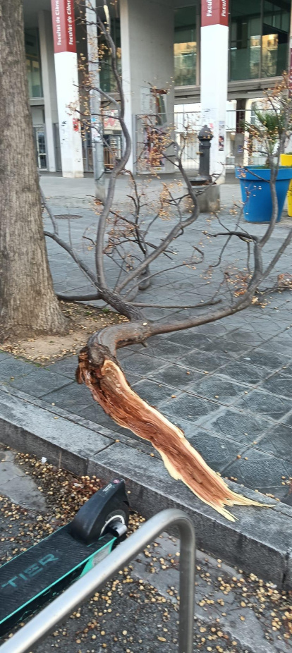 Un branca caiguda a l'avinguda de Catalunya.