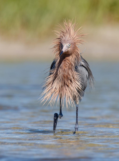 Algunes de les imatges finalistes a l'edició d'aquest 2020 de The Comedy Wildlife Photography Awards.