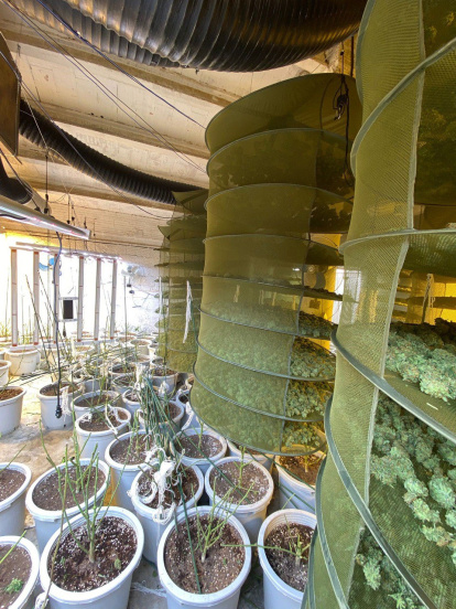 Una de las habitaciones contenía ovillos y plantas en proceso de secado