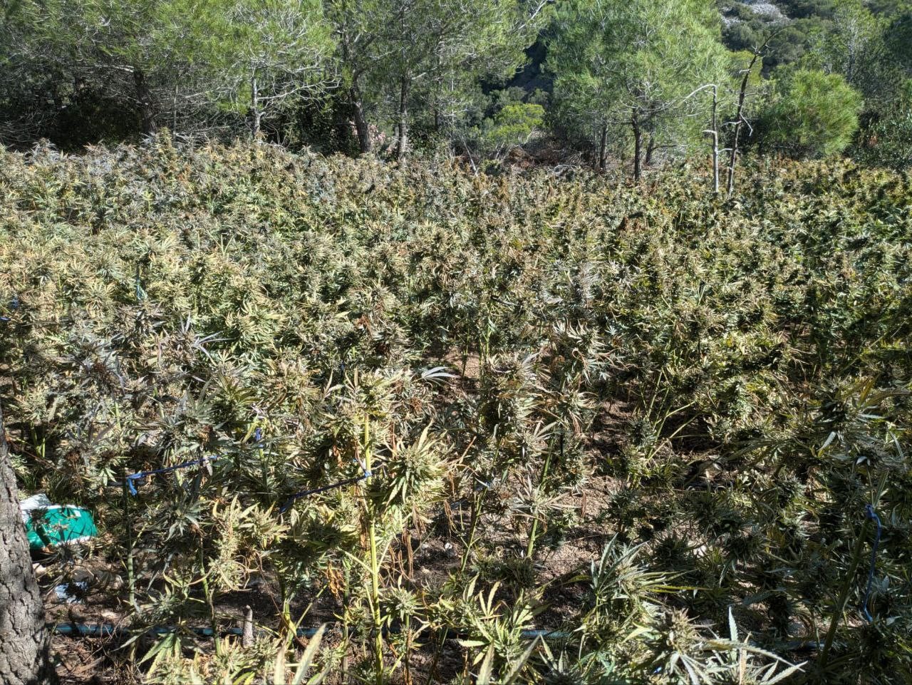 Desmantelan Dos Grandes Plantaciones De Marihuana En Sarral Y ...